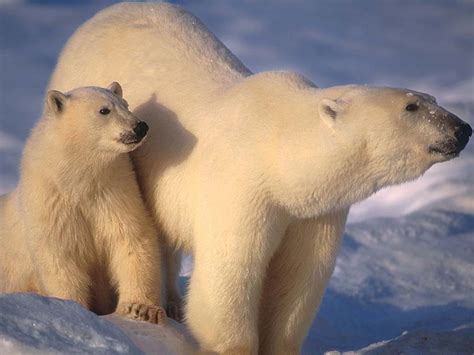 Cette impression d'ours polaire est une reproduction de ma peinture originale à l'aquarelle. Du nouveau sur la phylogénie de l'ours polaire ...