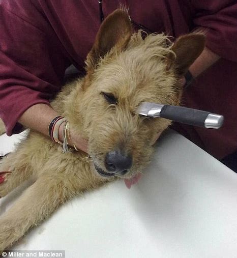How do dogs get stuck when they mate? Dog Chases Robbers Away with Knife Stuck in Head