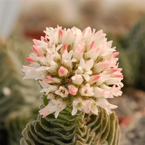 Por favor vea abajo muchas formas de decir cactus en diferentes idiomas. Ficha de la Crassula Templo de Buda