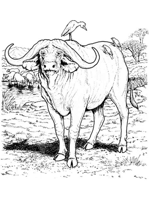 We did not find results for: baby buffalo coloring pages. Buffalo is a cattle mammal ...