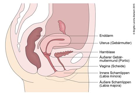 Da die krankheit aber nicht von außen sichtbar ist, werden betroffene frauen oft nicht ernstgenommen. Die Weiblichen Geschlechtsorgane Vorderansicht