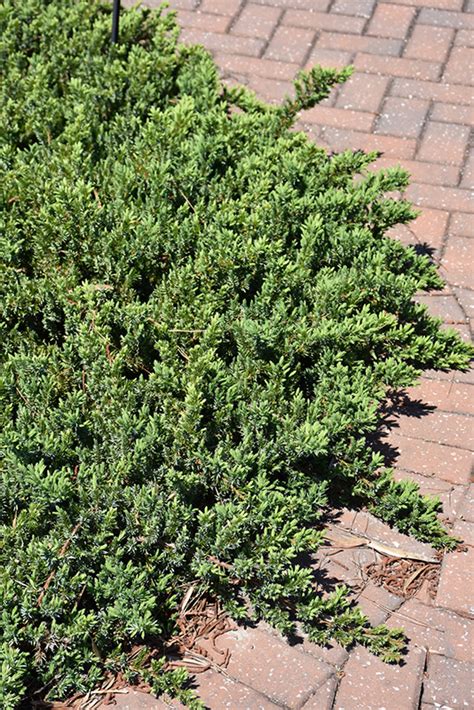 We are an all inclusive landscape construction company that has been providing quality landscape design and installation services to the san diego county for 20 years. Blue Pacific Shore Juniper (Juniperus conferta 'Blue ...