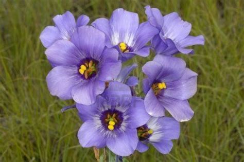 They bloom in the fall and then rebloom in march and through the spring. Texas Kanzashi and Kimono Calendar - Mistress of Disguise