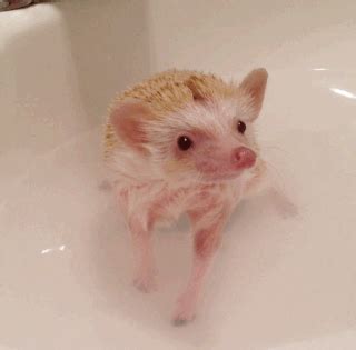 A hedgehog's nails are generally softer after a bath, so it's a good time for a trim. Hedgehog Bath Time - Pins and Procrastination