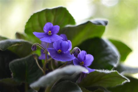 This is because the plants are really fussy about growing conditions. African Violet Plants - How To Grow African Violets ...