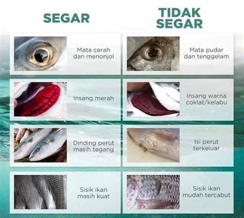 That are worth every penny and offered by the leading suppliers and wholesalers. 21 Jenis Ikan Yang Dijual Di Pasar, Jangan Tak Kenal Pula ...