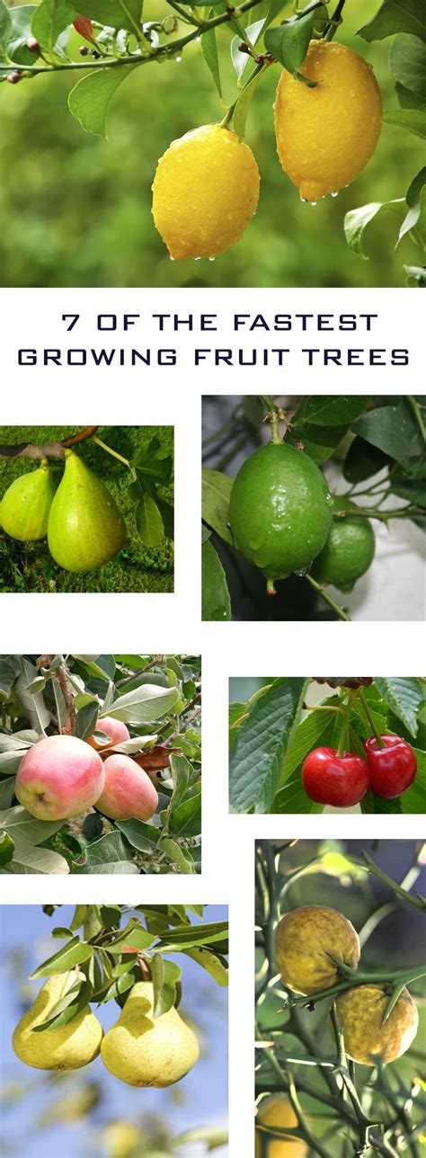 Peach trees are fun to grow and are one of the fastest choices, and while peaches and nectarines aren't the same fruit, they do have similar growing needs. 7 Of The Fastest Growing Fruit Trees | Growing fruit trees ...