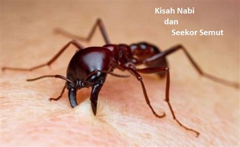 Di madyan, nabi musa bertemu dengan keluarga nabi syuaib alaihi salam dan akhirnya menikah dengan putrinya. Dongeng Anak Islami: Kisah Nabi dan Semut yang Menggigit ...