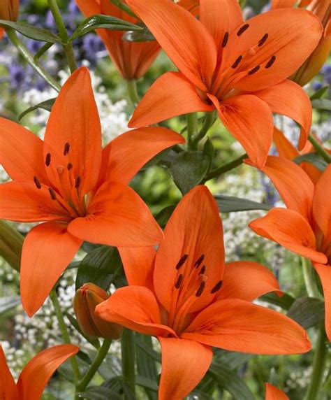 If you are looking to acquire wholesale flower bulbs, we have an extensive array of bulbs! Asiatic Lily Orange County | Lily plants, Bulb flowers ...