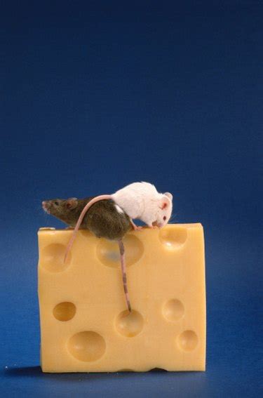 In this way, they won't be able to dig and pass on the other side. What Can I Do to Keep Rats Away From My House? | Hunker