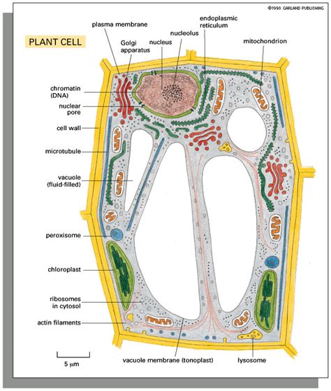 To make cell parts visible under a microscope, you can apply a stain to the cells. Panel 1-2: Cells: the principal features of animal, plant ...