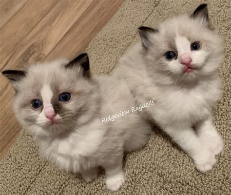 Ragdoll kitten 12/23 delivery to slc area. Ragdoll Kittens for sale