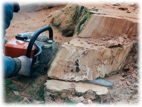 For tree felling or cutting, hire local tree surgeon rated by other homeowners in your area. Image Gallery, Tree Fellers - Tree Felling Joburg