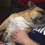 Lone star boxer rescue is a nonprofit 501(c)(3) organization dedicated to the health a. Haley | Lone Star Bulldog Club Rescue