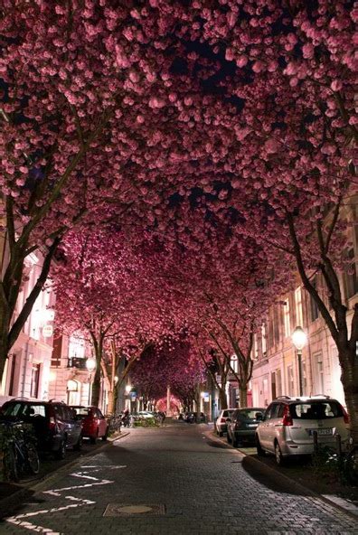 When it comes to home garden, flowering trees or the garden trees play a vital role. The Ten Most Beautiful Tree Tunnels in the World