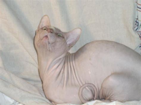 Sphynx cats are loyal and full of love for their humans and can often be spotted following them around or snuggling up while wagging their tail. Sphynx Cat FOR SALE ADOPTION from Van Nuys California Los ...