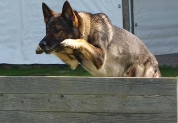 Heidi vom haus pixner belongs to ken vanderpool and is a german shepherd bred by roland haselmaier vom Haus Pixner