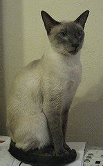 Find out how to tell which is which. Types of Siamese Cats