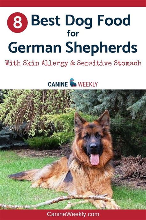 German shepherds, despite their working dog background, are generally considered to be dogs with a medium activity level. 8 Best Dog Food for German Shepherds 2020 Reviews | Best ...