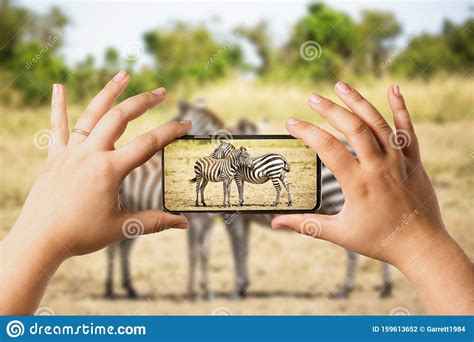 Safari Concept. Tourist In Safari Car Looking At Zebra Couple And Making Photos With A Mobile ...
