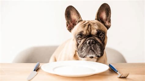 Hone in on simple french bulldog food recipes. Your French Bulldog's Diet: Canned Dog Food vs. Dry Kibble