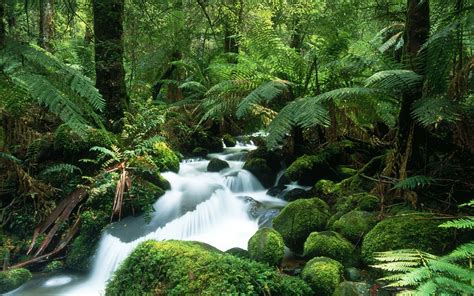 Tropical rainforests are thought to contain around 50% of all the earth's species of plants and (8,000 years ago, they covered about double the current area.) rainforests are a priceless and. Tropical Rainforest Biome