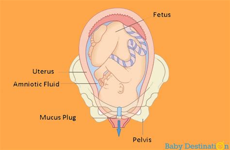 The score gives an estimate of the favorability of your cervix, which in turn helps estimate if breaking your bag of waters is get diet and wellness tips to help your kids stay healthy and happy. How to Figure out when your Water Breaks During Pregnancy