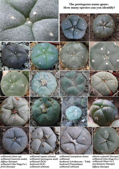 San pedro ( echinopsis pachanoi ) is a cactus native to the andean s lopes of ecuador and peru. Lophophora williamsii "pentagona" - Trout's Notes