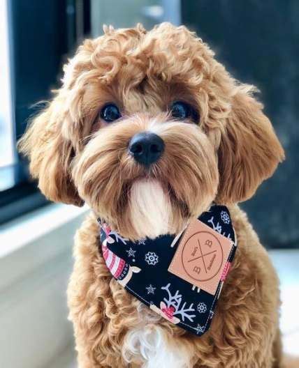 Have a wonderful easter and a wonderful summer.this is my easter picture but mom will probbaly leave it here all year for everyone to see.bye for now love to all buttons. Toy Cavapoo Puppies For Sale Near Me