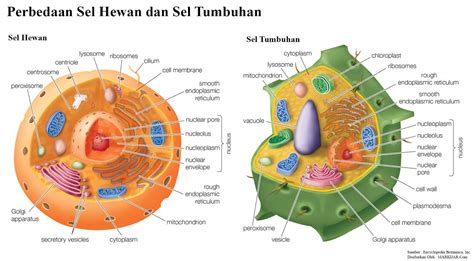 Sel hewan merupakan sel eukariotik yang membentuk jaringan tubuh hingga organ. gambar sel hewan dan tumbuhan - Koleksi Gambar HD