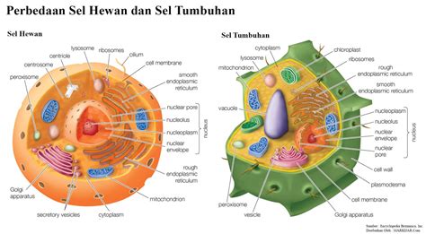 Sel adalah unit struktural dan fungsional terkecil kehidupan. 20 Perbedaan Sel Hewan dan Sel Tumbuhan (Lengkap Tabel ...