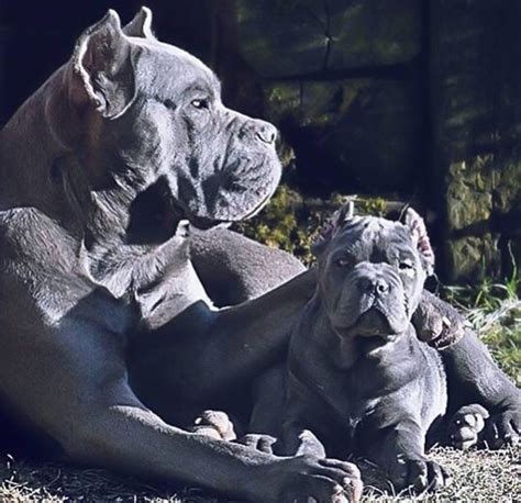 Bisogna che lei prendere una decisione. ragazza si fa scopare da cane