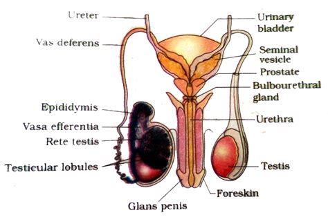 Mar 24, 2020 · the internal organs of the male reproductive system, also called accessory organs, include the following: Help me answer: The shared terminal duct of the ...