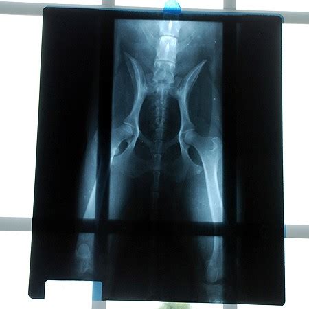 There are 573 cats x ray for sale on etsy, and they cost. TPLO Surgery For Dogs That Have A Torn ACL | The Dog Guide