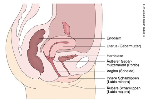 Als ich dann nochmal zu meiner frauenärztin bin. Gebärmutterhals, Abstrich - Deximed