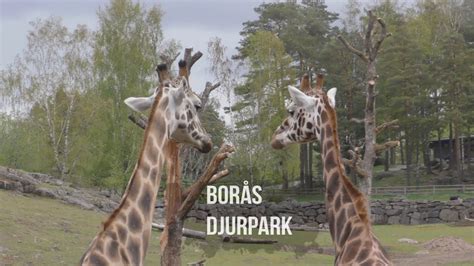 Get details of location, timings and contact. Borås Djurpark - YouTube