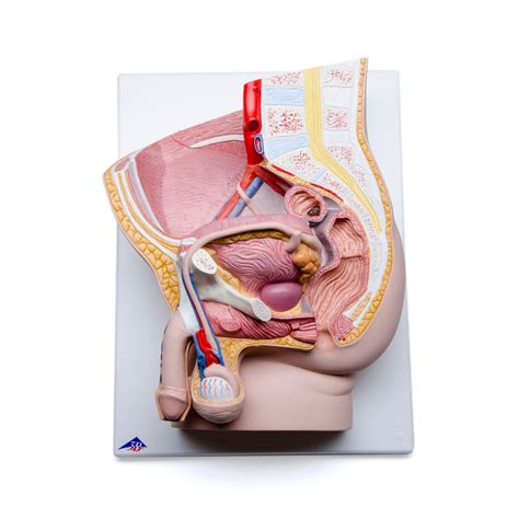 Anatomy of the male pelvis on mr imaging: Human Male Pelvis Section ~ CMT Medical