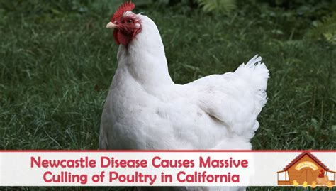 It is transmissible to humans. Newcastle Disease Causes Massive Culling of Poultry in California - The Happy Chicken Coop