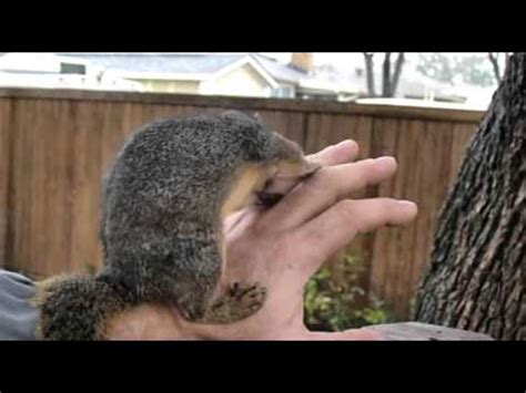 What do squirrel nests look like? Nibbler Squirrel gets a nest box - YouTube