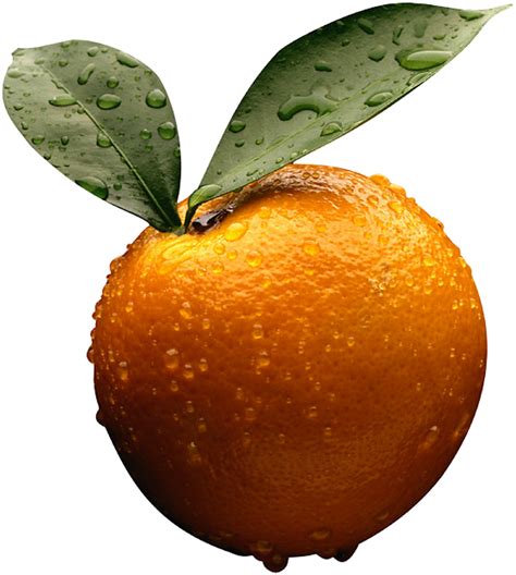 Download PNG image: Orange PNG image, free download | Sweet orange essential oil, Orange, Orange ...