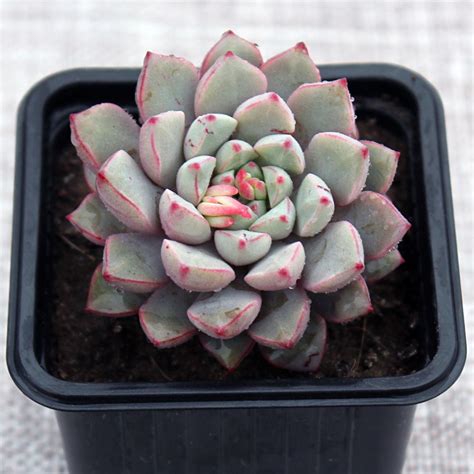 However, i gave it a day to acclimate and then. 10 Seeds Echeveria Subcorymbosa Juxtlahuaca, Cute ...