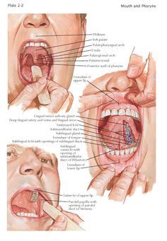 View of the anatomy and physiology of. Roof of Mouth The roof of the mouth, or palate, forms the ...