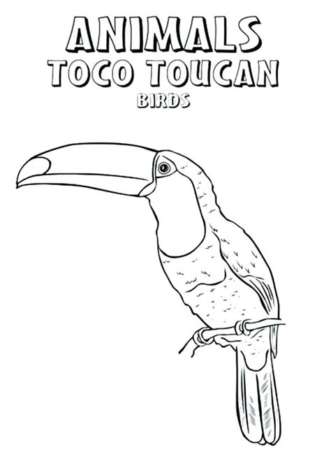 Toucan exotic bird coloring page for preschoolers.tropical palm leaves.toucan coloring book. Toucan Bird Coloring Pages at GetDrawings | Free download