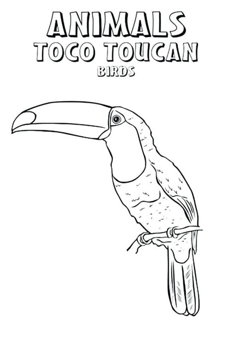 Toco toucan coloring page free printable coloring pages. Toucan Bird Coloring Pages at GetDrawings | Free download