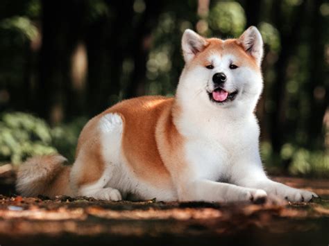 Er hat einen ausgewogenen körperbau ohne übertreibungen, der eine. Akita Inu 2020 Charakter - Wesen | Hunde-fan.de