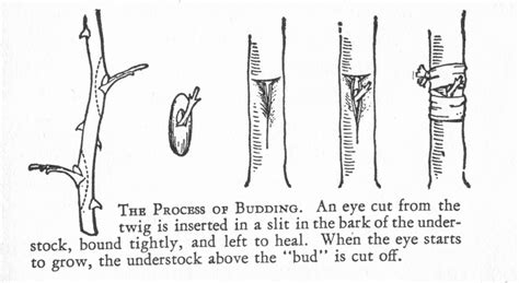 From the large rose producer's standpoint, a grafted rose is far more economical to produce than one on its own roots. Thorny Issues: Own Root or Grafted? What's a rosarian to do?