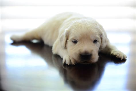 Whether they're taking walks, playing fetch, or enjoying visitors at your home. Golden Retriever Puppies Just Born The Bearden Pack