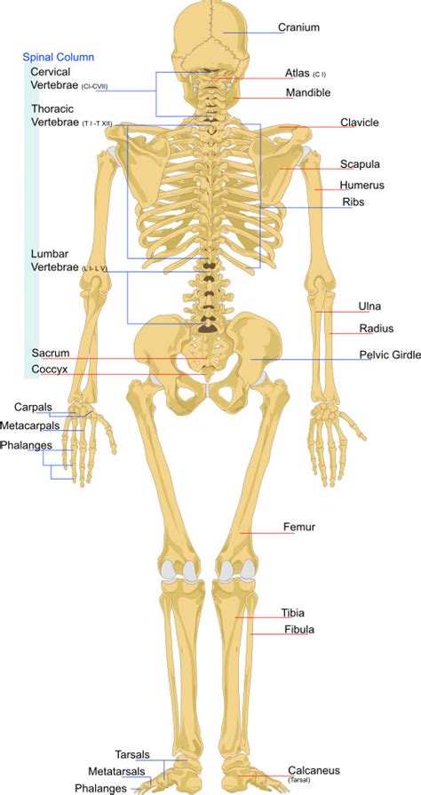 The human body consists of eleven organ systems, each of which contains several specific organs. Skeleton System - (Structure + Composition + Facts ...