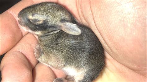 Baby rabbits will start showing interest in solid food at week two; Keeping abandoned baby bunnies bc... I wanted too!! - YouTube