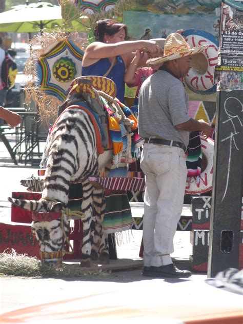 Donkeys bray to communicate with other donkeys and their owners. Tijuana, Mexico ~ why do they paint their donkey like a ...